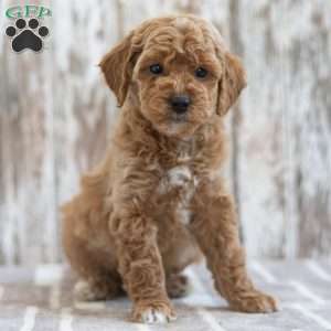 Henrietta, Mini Labradoodle Puppy